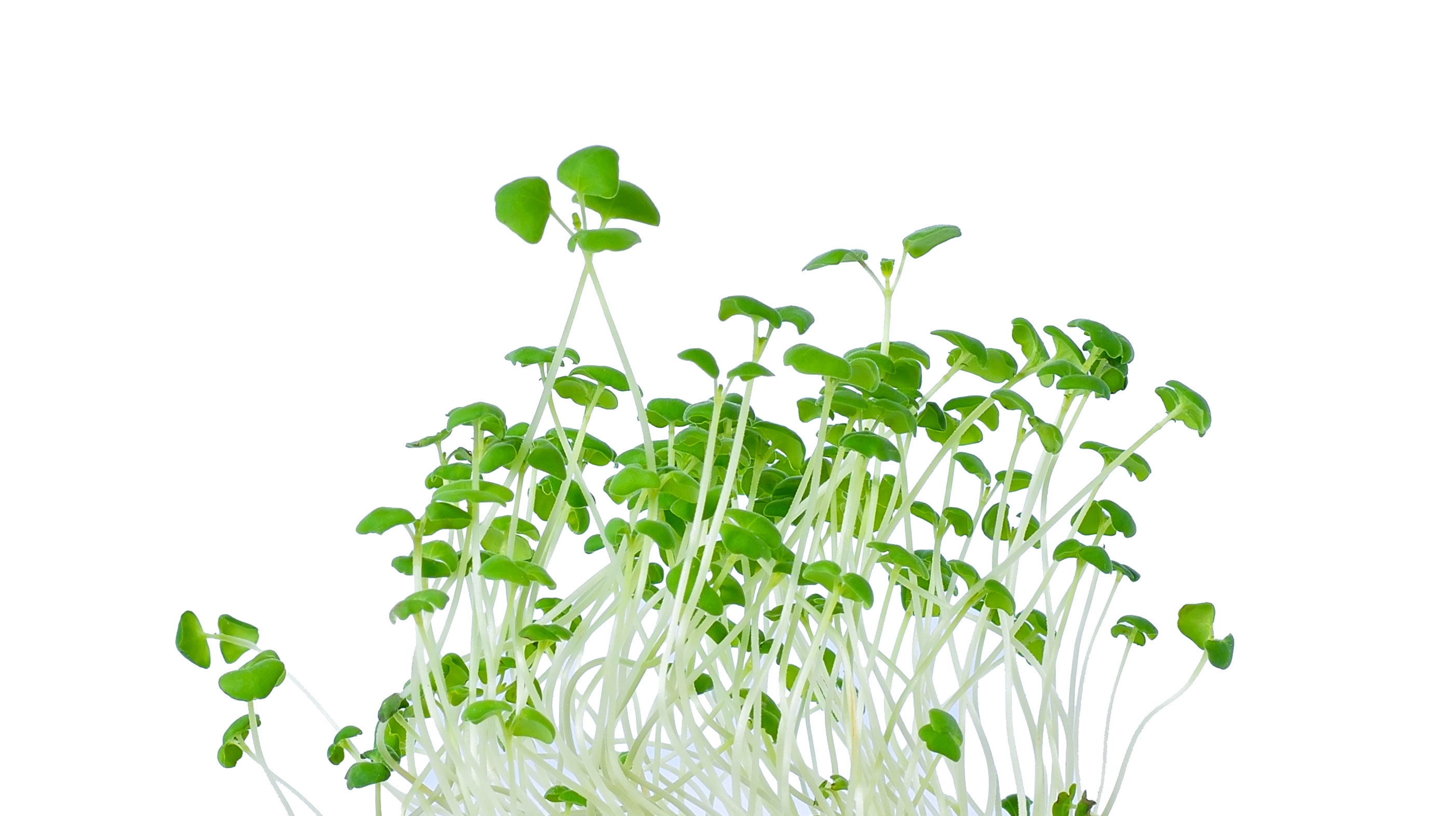 AdobeStock_100606649-web