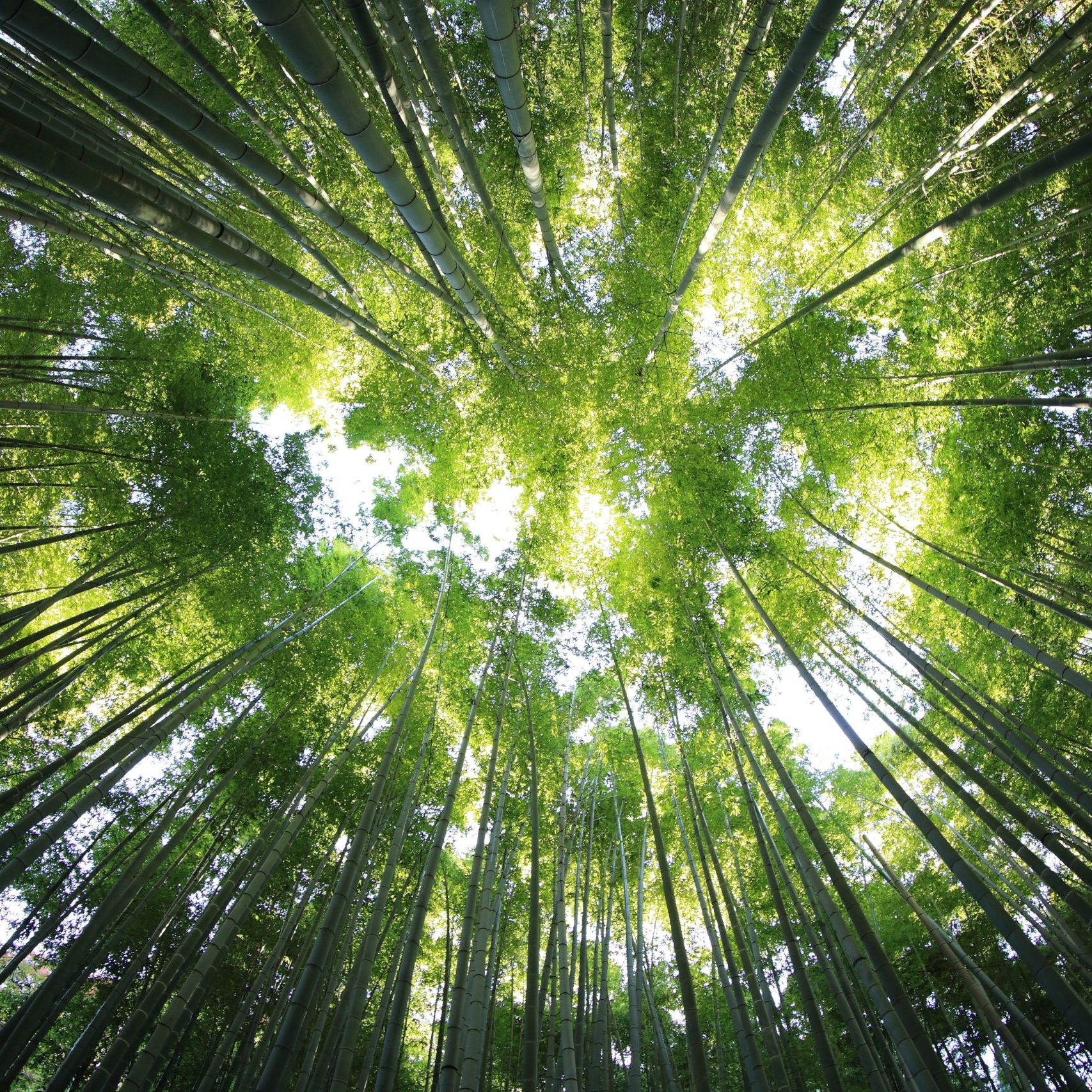forest bathing