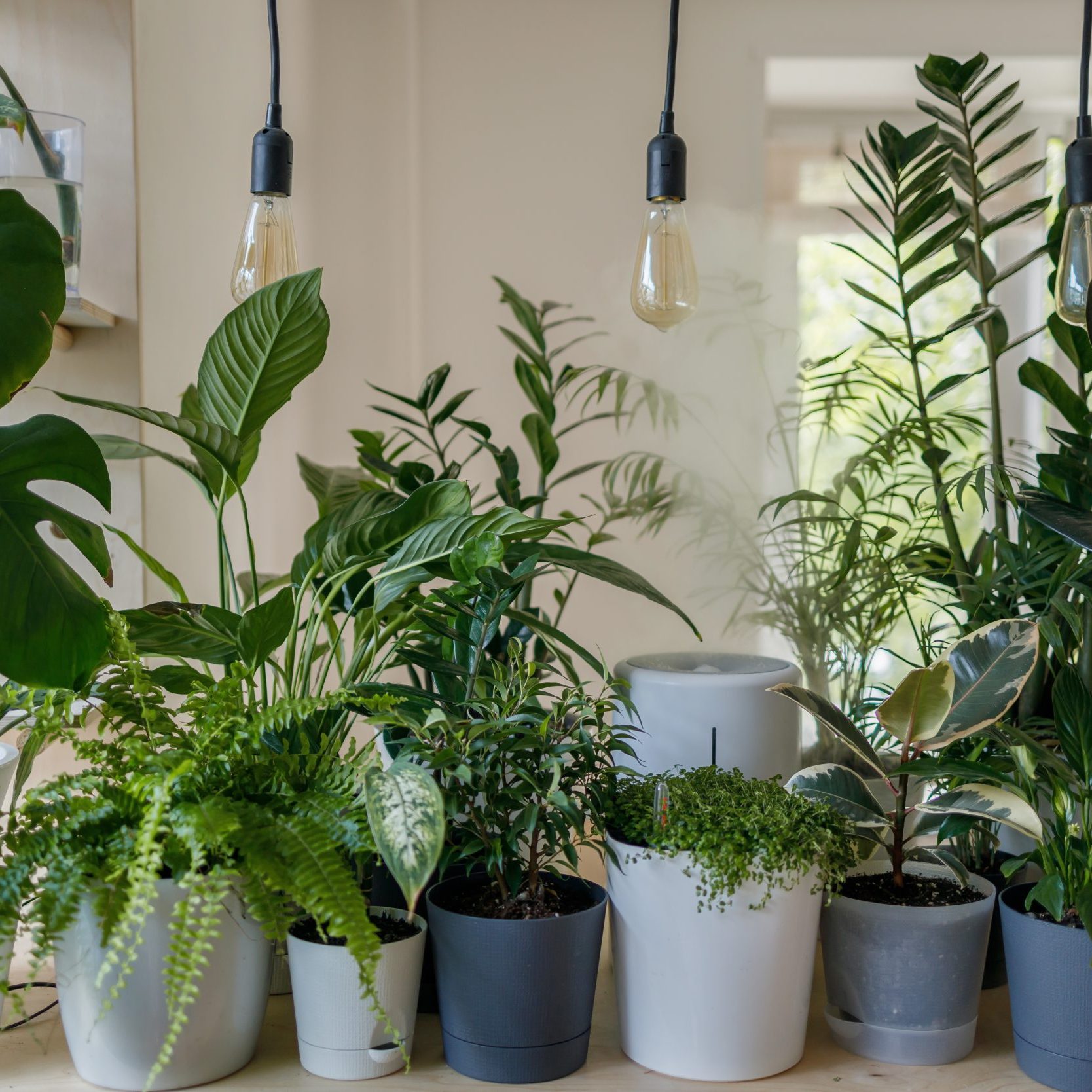 indoor plants